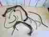 70cd1-t5 Gm Vacuum Hoses From Heater Ac System 1969-70 Cadillac Fleetwood Deville
