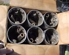 P273 Oldsmobile 1937 1938 New