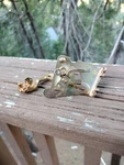 7029215 Camaro Quadrajet 1969 427 Corvette Speed Carburetor Choke Oem Replated. Fixed Price $75.00.