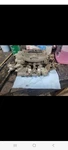 1969 Barrel Carter Carburetor, Fits 383 Dodge (335HP) 4682 Sa. Fixed Price $218.66.