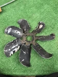 1965 1966 Ford Thunderbird Galaxie Fairlane Orig 390 427 428 7-BLADE Clutch Fan. Fixed Price $275.00.