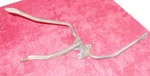 1965 1966 1967 1968 Mustang Shelby GT350 Cougar Orig 289 302 A/t Pedal Pivot Rod. Fixed Price $89.00.