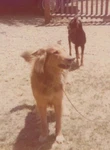 Golden Retriever Rottweiler Dogs Yard Vintage Car Rural Scene Nostalgic 1970S. Fixed Price $6.95.