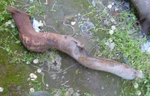 1930'S 1940'S Ford Flathead V8 Exhaust Manifold. Fixed Price $34.99.