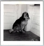 Vtg B&w Snapshot Long Haired Collie Mix Dog Named Henry Sitting By Door 1961 62. Fixed Price $7.99.
